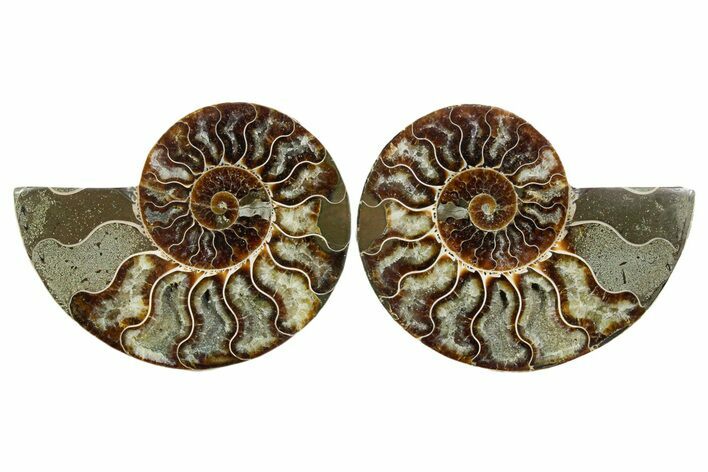 Cut & Polished Crystal-Filled Ammonite Fossil - Madagascar #354120